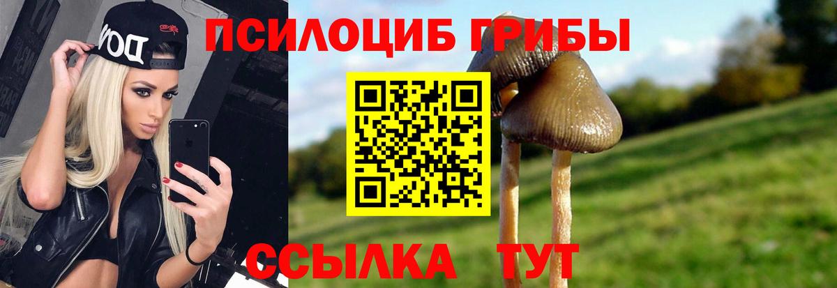 Галлюциногенные грибы Cubensis Северск